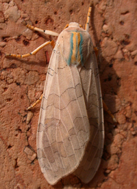 Banded Tussock